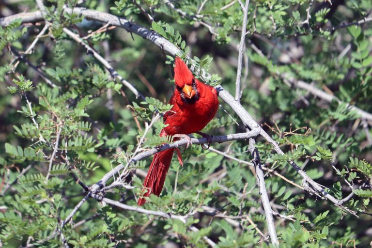 Arizona Raptor Experience — Tucson
