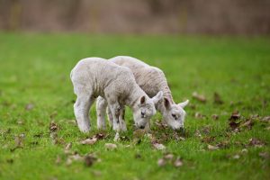 Floyd Lamb Park at Tule Springs — Enterprise