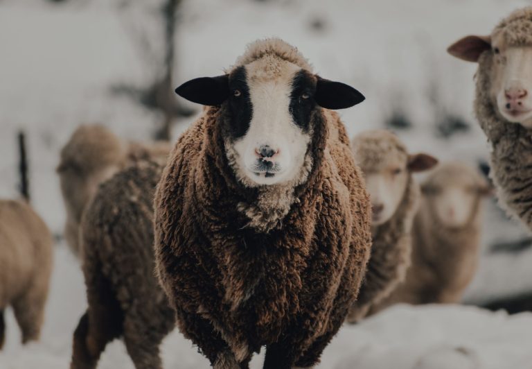 Black Sheep Coffee — Provo