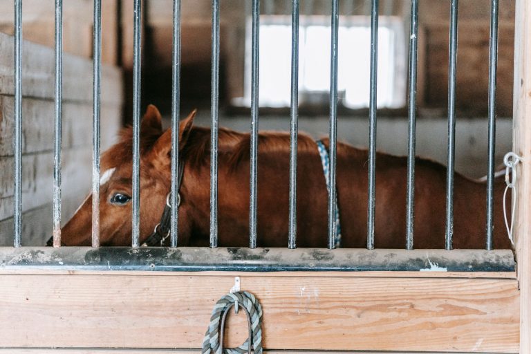 Southfork Stables Frisco — Frisco