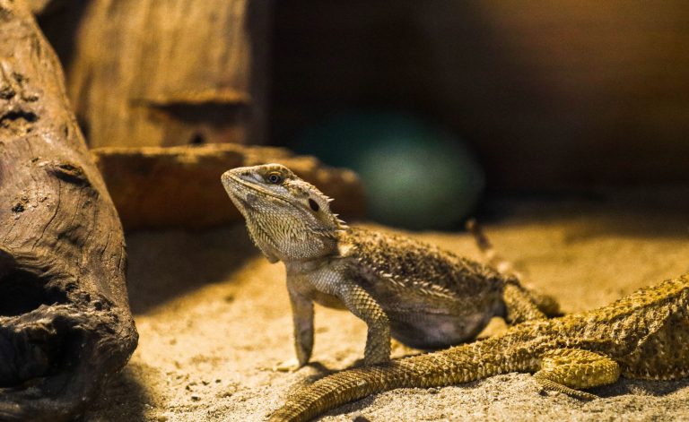 Reptile House Inc. — Fort Wayne