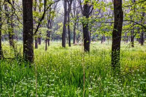 Bicentennial Woods Nature Preserve — Fort Wayne
