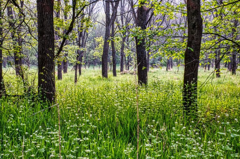 Bicentennial Woods Nature Preserve — Fort Wayne
