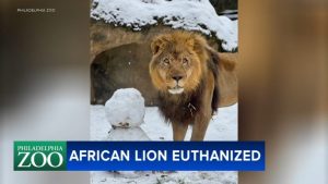 Philadelphia Zoo Says Beloved Lion Makini Euthanized After Arthritis