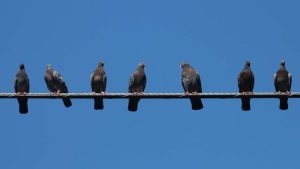 Philly Couple Launchs Weekly Pigeon Tours In Italian Market And Center City