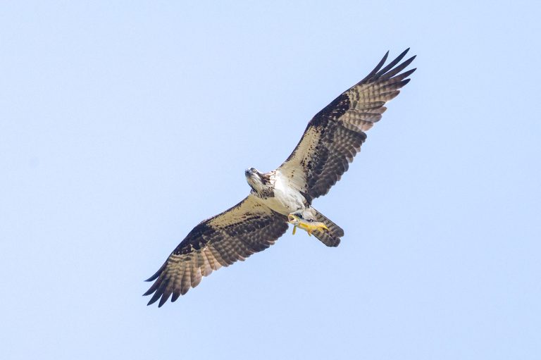 Photographer Captures Osprey Gripping Trout In Yellowstone River