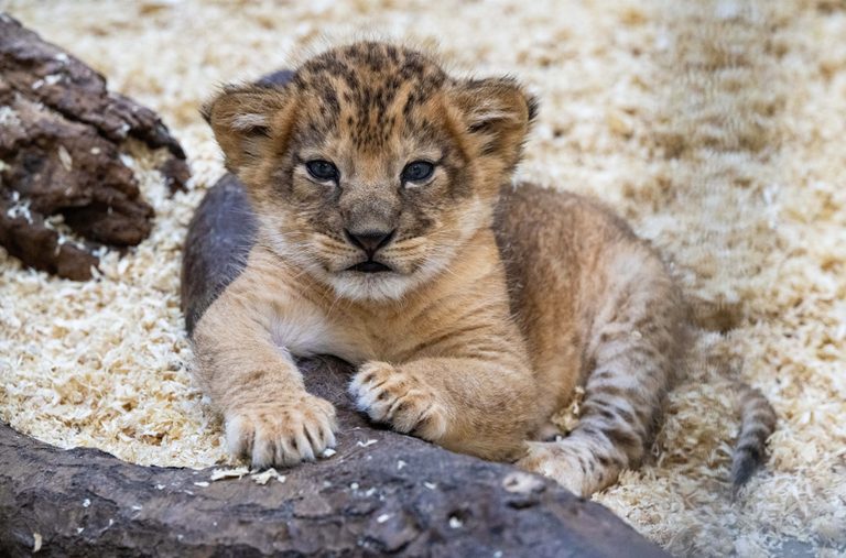 Pittsburgh Zoo Names Lion Cub Kiazi