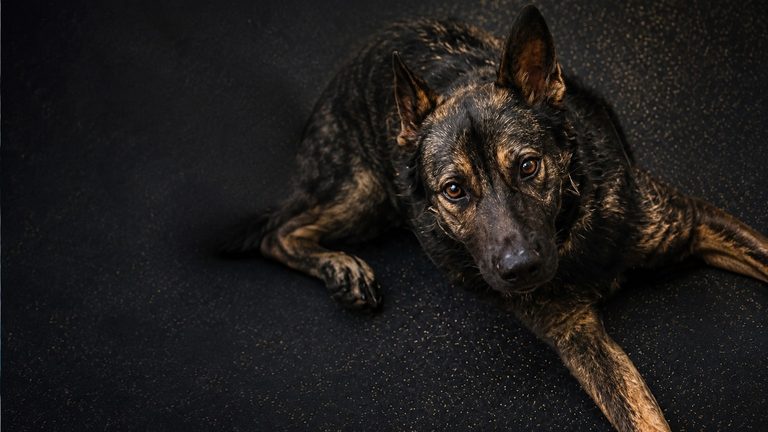 Poinsett County Sheriff S Office Mourns K 9 Deputy Drex