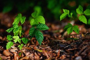 Poison Ivy Rash Is Not Contagious How The Oil Spreads And How To Protect Yoursel