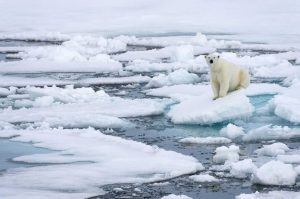 Polar Bear Disturbed By Foghorn