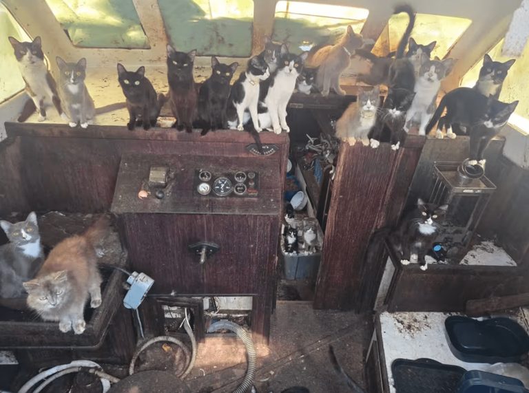 Police Rescue Dozens Of Cats From Abandoned Boat
