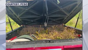 Polk County Deputies Seize Truckload Of Illegal Saw Palmetto Berries