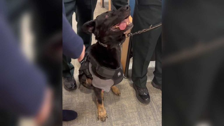 Polk County Honors Retired K 9 Ace After Shooting And Leg Amputation