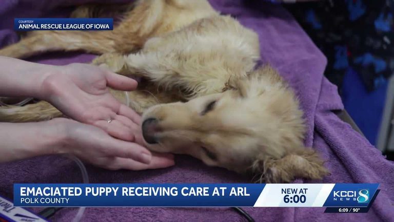 Polk County Puppy Rescue