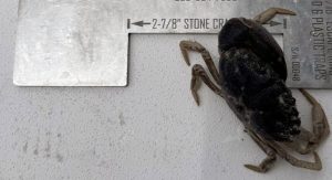 Pompano Beach Man Cited For Stone Crab Violations