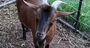 Potomac Sanctuary Seeks Community Help To Find Missing Goat Miggles