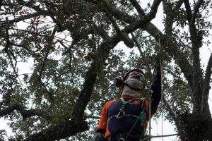 Preservationists Work To Save Revolutionary War Witness Oak In Eutaw Springs S C