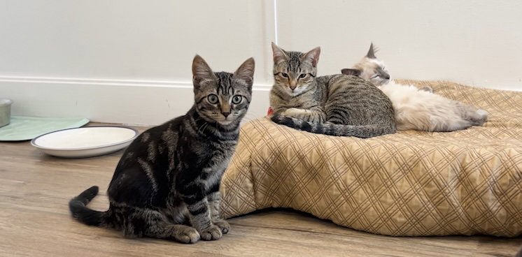 Prineville Humane Society Of The Ochocos Seeks Community Support Amid Full Shelt