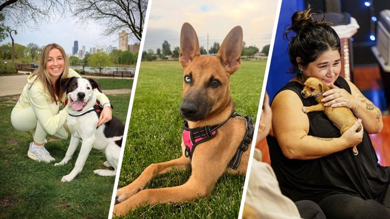 Puppy Yoga Classes Spark Adoptions And Volunteerism Across The U S