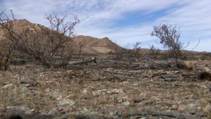 Pyramid Lake Paiute Tribe Seeks Better Coordination With Agencies After Stallion