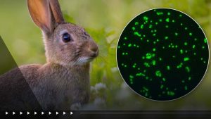 Rabbit Fever Cases Reported In New York