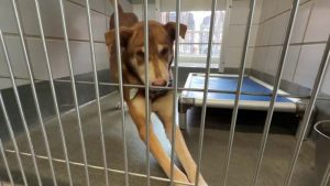 Rabies Case Prompts San Antonio Health Officials To Urge Pet Vaccinations And Ca
