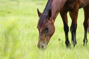 Rabies Confirmed In Horse Skunk And Raccoon Across Three South Carolina Counties