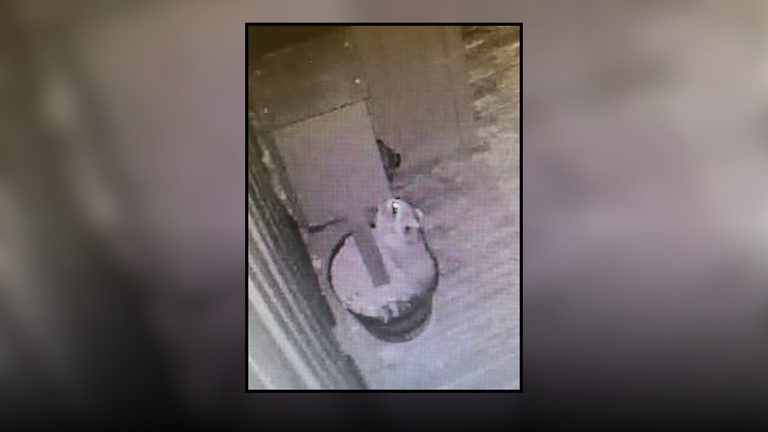 Raccoon Raids Pet Pantry
