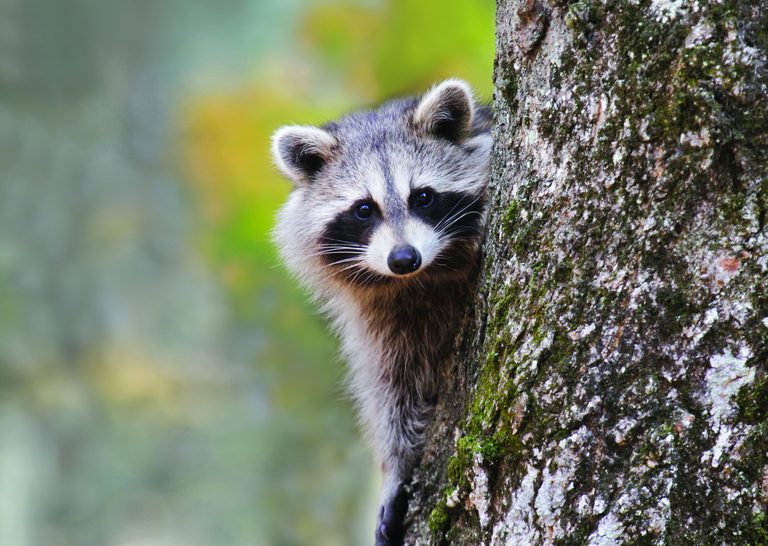 Raccoons Mistaken For Intruders In Encino