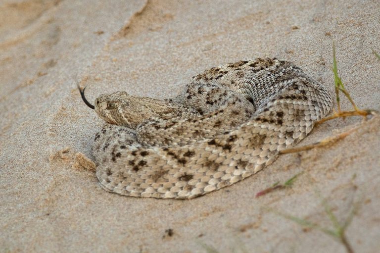 Rattlesnakes In Lubbock