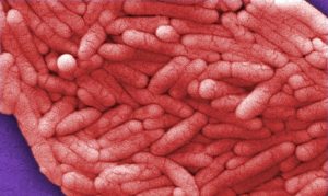 Record Salmonella Outbreak Linked To Belgian Eggs Infects Over 300 People