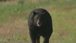 Resident Injured After Female Bear Enters Asheville Home