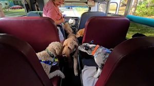 Retired Fargo Couple Launches Pup Bus Service For Local Dogs
