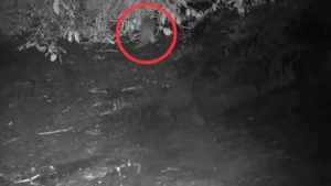 River Otter Spotted At Bronx Zoo For First Time Since Early 1900S