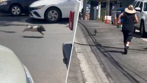 Runaway Pig Dashes Down Hayworth Avenue In West Hollywood