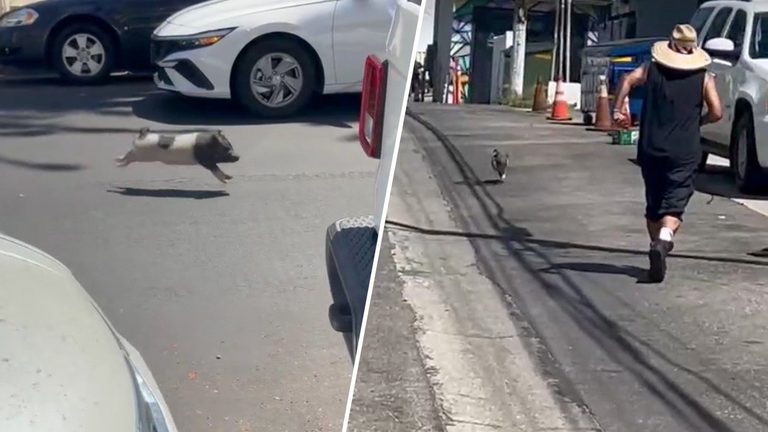 Runaway Pig Dashes Down Hayworth Avenue In West Hollywood