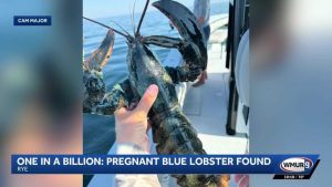 Rye Family Reels In Rare Blue Pregnant Lobster On Charter Trip