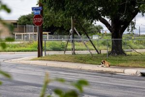 San Antonio Dog Tests Positive For Rabies After Killing Skunk