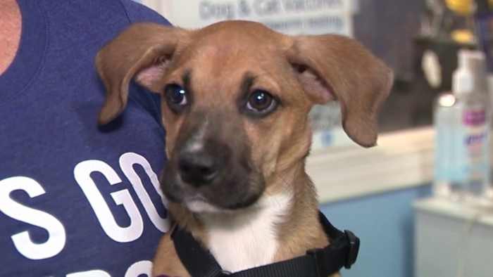 San Antonio Offers Help For Domestic Violence Survivors With Pets