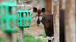 San Antonio Zoo Mourns Loss Of Male Okapi Epulu A Key Conservation Ambassador