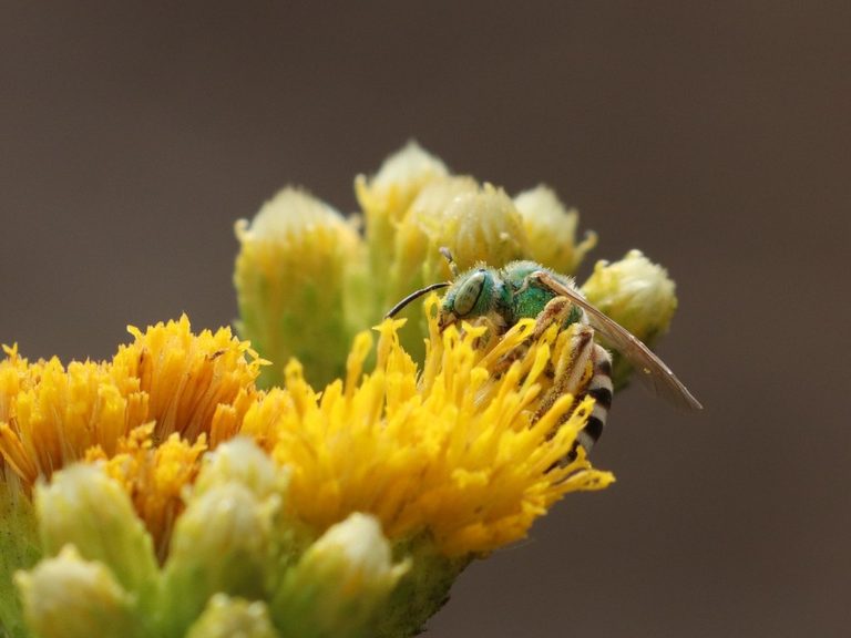 San Diego County Highlights Concern Over European Honeybees And Pushes For Nativ