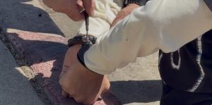 Santa Barbara Police Report Rise In Arrests During Old Spanish Days Festival