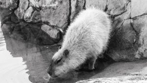 Santa Barbara Zoo Euthanizes 8 Year Old Capybara Poppy After Throat Mass Found
