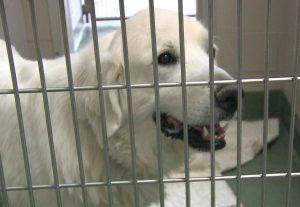 Santa Fe Community Rallies To Save Dog Kimbo From Euthanasia