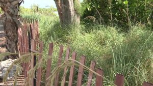 Sea Oats Planted On Bradenton Beach Boost Storm Protection For Anna Maria Island