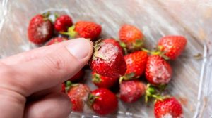 Seaweed Coating Extends Strawberry Shelf Life