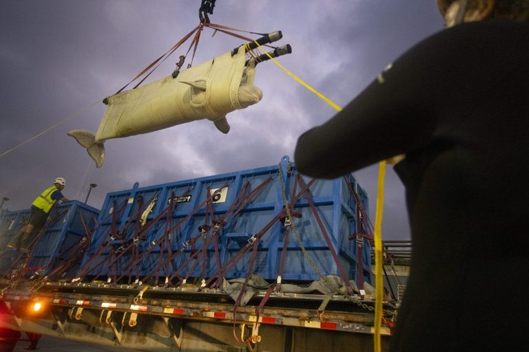 Seaworld San Antonio Welcomes 7 Rescued Beluga Whales