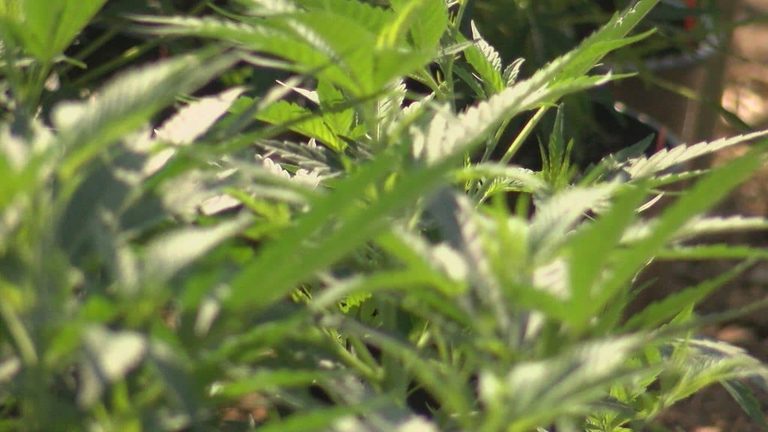 Sen Rand Paul Backs State Level Solution To Federal Hemp Ban Affecting Kentucky