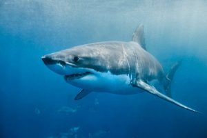 Shark Sightings Near Maine Beach