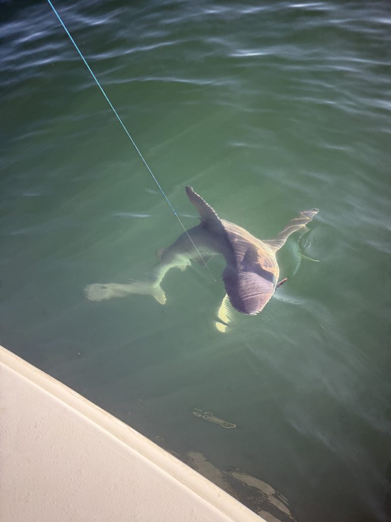 Shark Surge In Long Island Sound Challenges Connecticut Anglers